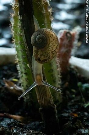 Snail - Fauna - MORE IMAGES. Photo #81495