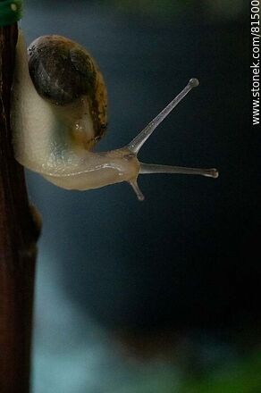 Small snail - Fauna - MORE IMAGES. Photo #81500