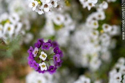 Aliso de mar blanco y violeta - Flora - IMÁGENES VARIAS. Foto No. 81520