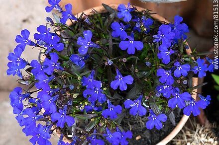 Lobelia azul - Flora - IMÁGENES VARIAS. Foto No. 81513