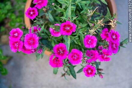 Carnation - Flora - MORE IMAGES. Photo #81523
