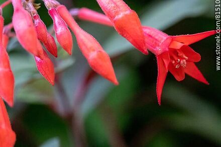 Quiver or fuchsias - Flora - MORE IMAGES. Photo #81510