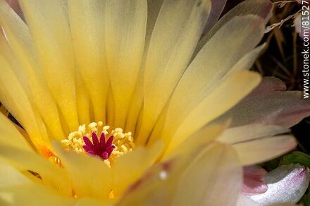 Flor amarilla de cactus de bola de nieve - Flora - IMÁGENES VARIAS. Foto No. 81527