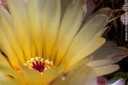 Flor amarilla de cactus de bola de nieve - Flora - IMÁGENES VARIAS. Foto No. 81526
