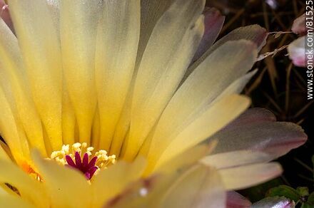 Flor amarilla de cactus de bola de nieve - Flora - IMÁGENES VARIAS. Foto No. 81525
