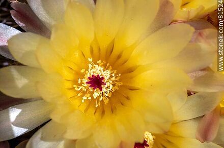 Flor amarilla de cactus de bola de nieve - Flora - IMÁGENES VARIAS. Foto No. 81524