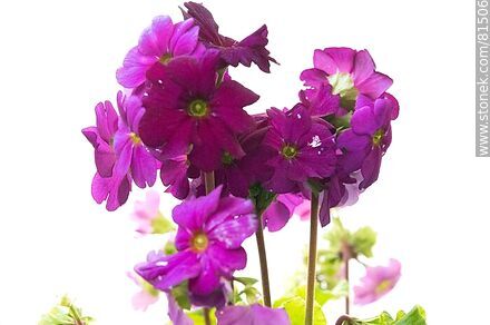 Lilac primrose - Flora - MORE IMAGES. Photo #81506