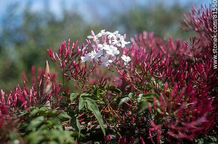 Chinese jasmine in bloom - Flora - MORE IMAGES. Photo #81550