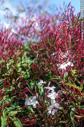 Chinese jasmine in bloom - Flora - MORE IMAGES. Photo #81552
