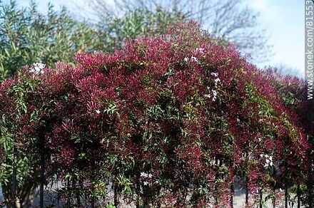 Chinese jasmine in bloom - Flora - MORE IMAGES. Photo #81553