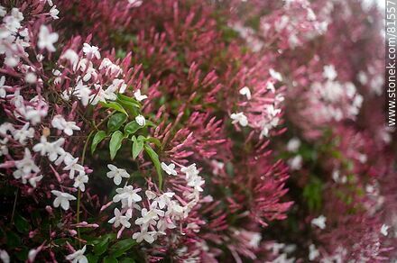 Chinese jasmine in bloom - Flora - MORE IMAGES. Photo #81557
