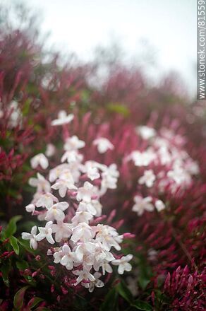 Chinese jasmine in bloom - Flora - MORE IMAGES. Photo #81559