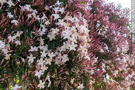 Jazmín chino o de Hungría en flor - Flora - IMÁGENES VARIAS. Foto No. 81562