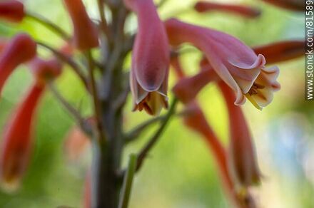 Flower of royal pita, a species of aloe - Flora - MORE IMAGES. Photo #81589