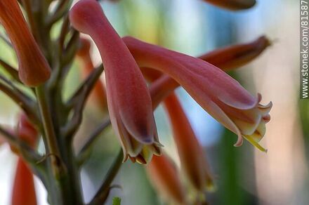 Flower of royal pita, a species of aloe - Flora - MORE IMAGES. Photo #81587