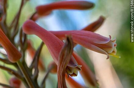 Flower of royal pita, a species of aloe - Flora - MORE IMAGES. Photo #81586