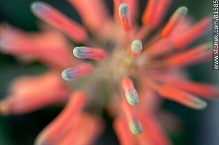 Flower of royal pita, a species of aloe - Flora - MORE IMAGES. Photo #81585