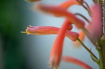 Flower of royal pita, a species of aloe - Flora - MORE IMAGES. Photo #81584