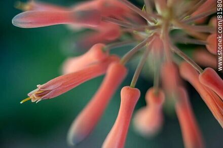 Flower of royal pita, a species of aloe - Flora - MORE IMAGES. Photo #81580