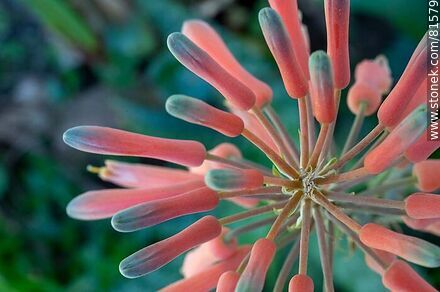 Flower of royal pita, a species of aloe - Flora - MORE IMAGES. Photo #81579