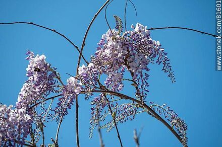 Flor de glicina japonesa con una abeja - Flora - IMÁGENES VARIAS. Foto No. 81601