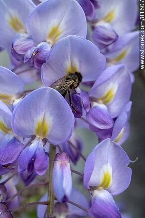 Flor de glicina japonesa con una abeja - Flora - IMÁGENES VARIAS. Foto No. 81607