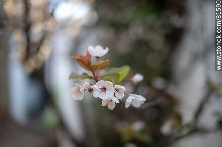 Plum blossom - Flora - MORE IMAGES. Photo #81590