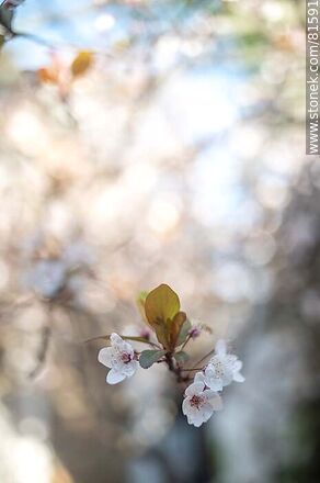 Plum blossom - Flora - MORE IMAGES. Photo #81591