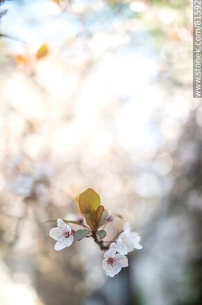 Plum blossom - Flora - MORE IMAGES. Photo #81592