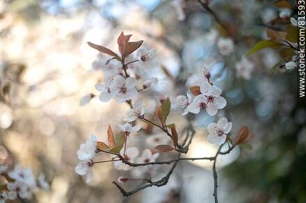 Plum blossom - Flora - MORE IMAGES. Photo #81593