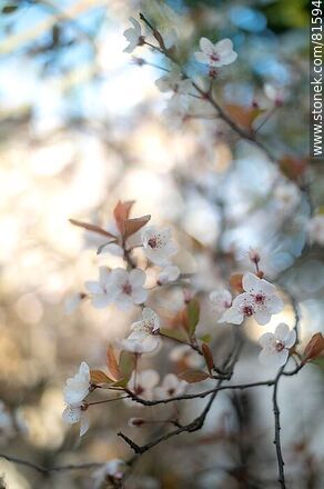 Plum blossom - Flora - MORE IMAGES. Photo #81594