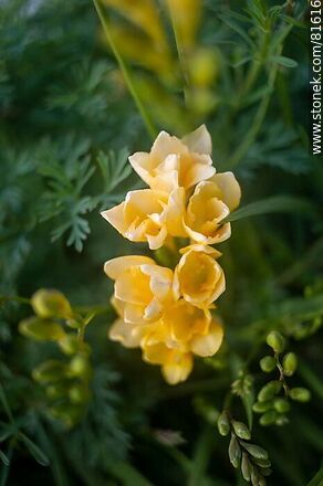 Fresias amarillas - Flora - IMÁGENES VARIAS. Foto No. 81616