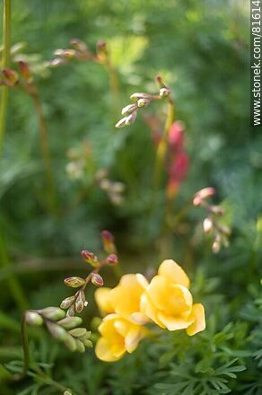 Fresias amarillas - Flora - IMÁGENES VARIAS. Foto No. 81614
