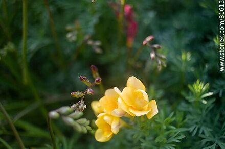Fresias amarillas - Flora - IMÁGENES VARIAS. Foto No. 81613
