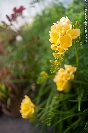 Fresias amarillas - Flora - IMÁGENES VARIAS. Foto No. 81612