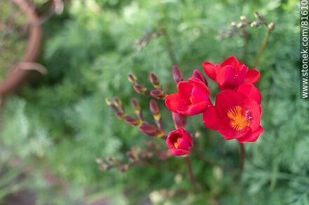 Red freesia - Flora - MORE IMAGES. Photo #81610