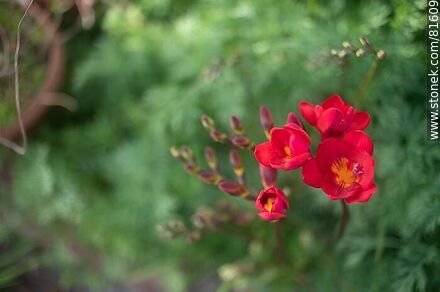 Red freesia - Flora - MORE IMAGES. Photo #81609