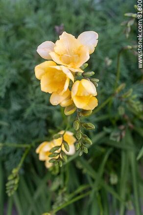 Fresias amarillas - Flora - IMÁGENES VARIAS. Foto No. 81600