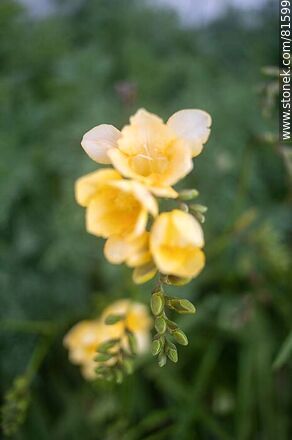 Fresias amarillas - Flora - IMÁGENES VARIAS. Foto No. 81599
