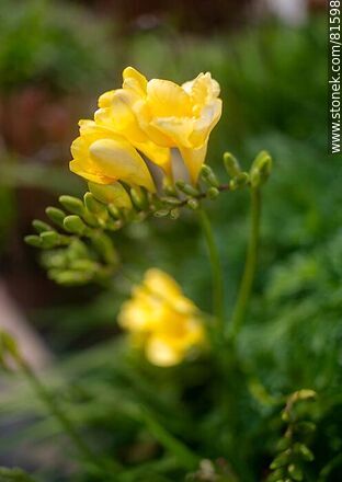 Fresias amarillas - Flora - IMÁGENES VARIAS. Foto No. 81598