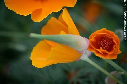 Golden thimble or California poppy - Flora - MORE IMAGES. Photo #81679