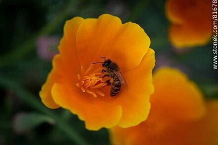 Gold thimble or California poppy with a bee - Flora - MORE IMAGES. Photo #81678