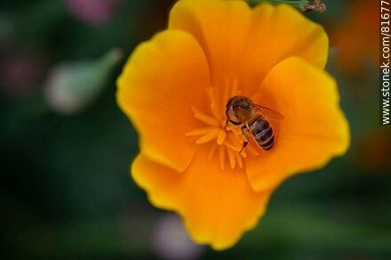 Gold thimble or California poppy with a bee - Flora - MORE IMAGES. Photo #81677