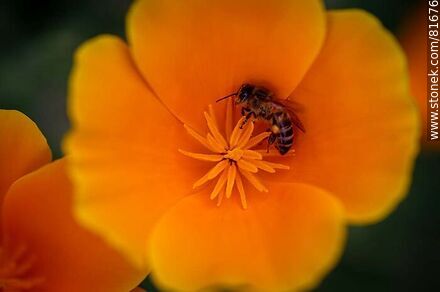 Gold thimble or California poppy with a bee - Flora - MORE IMAGES. Photo #81676