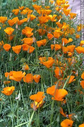 Flower bed with gold thimble or California poppy flowers - Flora - MORE IMAGES. Photo #81674