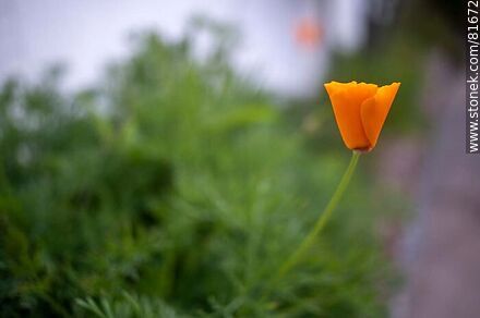 Golden thimble or California poppy - Flora - MORE IMAGES. Photo #81672