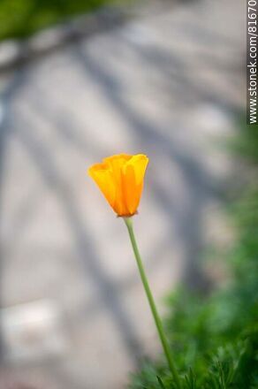 Golden thimble or California poppy - Flora - MORE IMAGES. Photo #81670