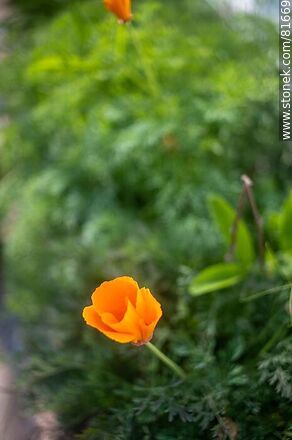 Dedal de oro o amapola de California - Flora - IMÁGENES VARIAS. Foto No. 81669