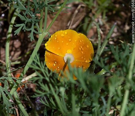 Golden thimble or California poppy - Flora - MORE IMAGES. Photo #81668