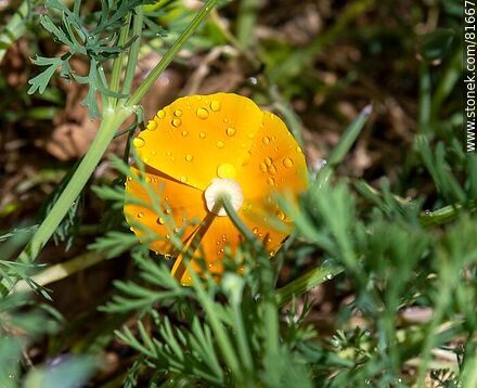 Golden thimble or California poppy - Flora - MORE IMAGES. Photo #81667